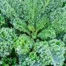 Top-Quality 500 Dwarf Blue Curled Scotch Kale Seeds Top-Quality 500 Dwarf Blue Curled Scotch Kale Seeds