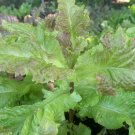 Limited Edition 1000 Prizehead Leaf Lettuce Seeds Limited Edition 1000 Prizehead Leaf Lettuce Seeds