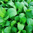 Top-Quality 1 Lb Canton Pak Choi Chinese Cabbage Seeds Top-Quality 1 Lb Canton Pak Choi Chinese Cabbage Seeds