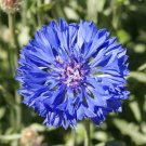 Exclusive 1/4 Lb Tall Blue Bachelor Button Cornflower Wildflower Seeds