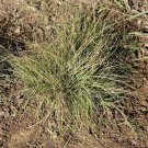 Limited Edition 1 Lb Buffalo Grass Native Grass Seeds Limited Edition 1 Lb Buffalo Grass Native Grass Seeds