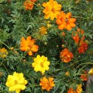 Exclusive 1/4 Lb Bright Lights Mixed Sulphur Cosmos Wildflower Seeds Exclusive 1/4 Lb Bright Lights Mixed Sulphur Cosmos Wildflower Seeds