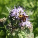 Best-Selling 1 Lb Lacy Phacelia Wildflower Seeds Best-Selling 1 Lb Lacy Phacelia Wildflower Seeds