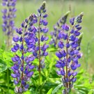 Best-Selling 10 Wild Lupine Wildflower Seeds