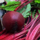 Top-Quality 1/4 Lb Early Wonder Beet Seeds Top-Quality 1/4 Lb Early Wonder Beet Seeds