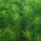 Best-Selling 1/4 Lb Bouquet Dill Herb Seeds