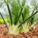 Top-Quality 500 Florence Fennel Herb Seeds Top-Quality 500 Florence Fennel Herb Seeds