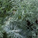 Best-Selling 1 Lb Mammoth Long Island Dill Herb Seeds Best-Selling 1 Lb Mammoth Long Island Dill Herb Seeds