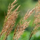 Limited Edition 1/4 Lb Indian Grass Native Grass Seeds Limited Edition 1/4 Lb Indian Grass Native Grass Seeds