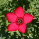 Best-Selling 1/4 Lb Scarlet Flax Wildflower Seeds Best-Selling 1/4 Lb Scarlet Flax Wildflower Seeds