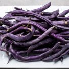 Premium 1/4 Lb Royal Burgundy Green Bush Bean Seeds