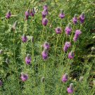 Limited Edition 1/4 Lb Purple Prairie Clover Wildflower Seeds Limited Edition 1/4 Lb Purple Prairie Clover Wildflower Seeds