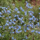 New Arrival 1/4 Lb Chinese Forget Me Not Wildflower Seeds New Arrival 1/4 Lb Chinese Forget Me Not Wildflower Seeds