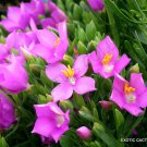 Limited Edition COLOR Orphium Frutescens SEA ROSE South Africa PINKEST pink flower seed 20 seeds