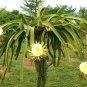 Premium Dragon fruit RED pitaya exotic plant cactus hilocereus undatus seed 30 seeds