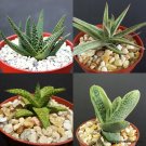 Best-Selling GASTERALOE COLLECTION rare gasteria aloe succulents cactus exotic plants 4"" Best-Selling GASTERALOE COLLECTION rare gasteria aloe succulents cactus exotic plants 4""