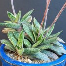 Exclusive GASTERIA LILIPUTANA exotic rare miniature succulent cactus aloe seed 20 seeds