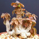 New Arrival DORSTENIA VARIETY MIX, exotic rare pachycaul cactus caudex bonsai seed 50 SEEDS New Arrival DORSTENIA VARIETY MIX, exotic rare pachycaul cactus caudex bonsai seed 50 SEEDS