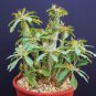 New Arrival DORSTENIA VARIETY MIX, exotic rare pachycaul cactus caudex bonsai seed 50 SEEDS