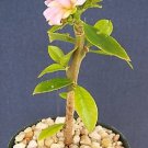 Top-Quality Pereskia grandifolia exotic rare succulent cacti bonsai caudex plant cactus 4"" Top-Quality Pereskia grandifolia exotic rare succulent cacti bonsai caudex plant cactus 4""