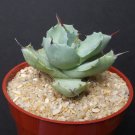 Best-Selling Agave pygmaea exotic rare miniature succulent small size outdoor cacti 4"" plant