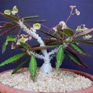 Best-Selling Euphorbia suzannae-marnierae, exotic rare madagascar bonsai caudex seed 30 seeds Best-Selling Euphorbia suzannae-marnierae, exotic rare madagascar bonsai caudex seed 30 seeds