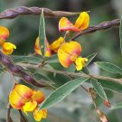 New Arrival CAJANUS CAJAN pigeon pea gandules seed exotic edible beans rare gandul, 30 SEEDS New Arrival CAJANUS CAJAN pigeon pea gandules seed exotic edible beans rare gandul, 30 SEEDS