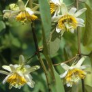 Exclusive Passiflora biflora )i( passion flowers vine flower butterfly host seed 50 SEEDS Exclusive Passiflora biflora )i( passion flowers vine flower butterfly host seed 50 SEEDS