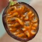 Premium Passiflora biflora )( passion flowers vine flower butterfly host seed 100 SEEDS