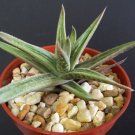 Exclusive Gasteraloe cv. Ivy exotic aloe rare succulent plant cacti agave gasteria4"" pot Exclusive Gasteraloe cv. Ivy exotic aloe rare succulent plant cacti agave gasteria4"" pot