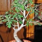 Top-Quality RARE Pachycormus discolor, Elephant Tree Caudiciform caudex bonsai seed 5 SEEDS Top-Quality RARE Pachycormus discolor, Elephant Tree Caudiciform caudex bonsai seed 5 SEEDS