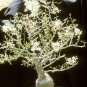 Top-Quality RARE Pachycormus discolor, Elephant Tree Caudiciform caudex bonsai seed 5 SEEDS