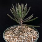 Exclusive KALANCHOE TUBIFLORA rare exotic chandelier plant mother of millions succulent 6""