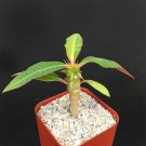 Exclusive RARE EUPHORBIA PAULIANA exotic madagascar succulent cactus cacti 2"" plant Exclusive RARE EUPHORBIA PAULIANA exotic madagascar succulent cactus cacti 2"" plant