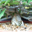 Exclusive Euphorbia razafindratsirae exotic madagascar bonsai caudex cacti seed 5 seeds Exclusive Euphorbia razafindratsirae exotic madagascar bonsai caudex cacti seed 5 seeds
