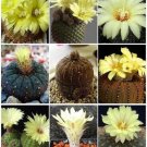 Limited Edition Frailea VARIETY MIX exotic mixed cacti rare flowering cactus semi seed 15 SEEDS Limited Edition Frailea VARIETY MIX exotic mixed cacti rare flowering cactus semi seed 15 SEEDS
