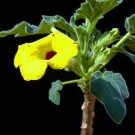 Premium Uncarina peltata exotic rare flower caudex bonsai rare succulents seed 10 SEEDS