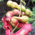 Exclusive Pithecellobium dulce, Manilla tamarind exotic Madras thorn fruit seed - 15 SEEDS Exclusive Pithecellobium dulce, Manilla tamarind exotic Madras thorn fruit seed - 15 SEEDS