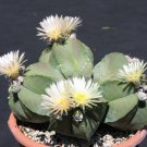 Top-Quality Astrophytum MyriostigmaNUDUN rare cacti exotic flowering cactus seed 100 SEEDS Top-Quality Astrophytum MyriostigmaNUDUN rare cacti exotic flowering cactus seed 100 SEEDS