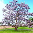 Limited Edition Royal Empress Tree Paulownia Elongata flowering tree wood bonsai seed 10 seeds Limited Edition Royal Empress Tree Paulownia Elongata flowering tree wood bonsai seed 10 seeds