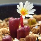 Premium Conophytum Pellucidum rare mesemb exotic succulent seed living stones 100 SEEDS Premium Conophytum Pellucidum rare mesemb exotic succulent seed living stones 100 SEEDS