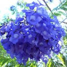 Best-Selling JACARANDA CUSPIDIFOLIA BLUE rare flowering trumpet tree flamboyan seed 100 seeds Best-Selling JACARANDA CUSPIDIFOLIA BLUE rare flowering trumpet tree flamboyan seed 100 seeds