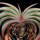 Premium Aloe suprafoliata exotic cacti xeriscaping succulent rare cactus seed 25 SEEDS Premium Aloe suprafoliata exotic cacti xeriscaping succulent rare cactus seed 25 SEEDS