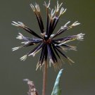 Best-Selling Spanish Needles Bidens Pilosa Alba MEDICINAL butterflies garden plant-50 seeds Best-Selling Spanish Needles Bidens Pilosa Alba MEDICINAL butterflies garden plant-50 seeds