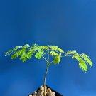 Exclusive DELONIX REGIA flamboyant royal poinciana flowering madagascar 8-12"" plant Exclusive DELONIX REGIA flamboyant royal poinciana flowering madagascar 8-12"" plant