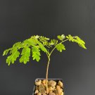 Top-Quality FLAMBOYANT TREE Royal Poinciana Delonix Regia flowering madagascar 8-12"" plant
