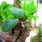 New Arrival RARE EUPHORBIA IHARANAE exotic color madagascar bonsai blue cacti seed 5 seeds New Arrival RARE EUPHORBIA IHARANAE exotic color madagascar bonsai blue cacti seed 5 seeds