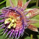 New Arrival Sweet Calebash, Passiflora Maliformis passion flower edible fruit seed 50 SEEDS