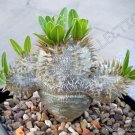 Top-Quality PACHYPODIUM DENSIFLORUM rare madagascar palm cactus cacti succulent seed 5 seeds Top-Quality PACHYPODIUM DENSIFLORUM rare madagascar palm cactus cacti succulent seed 5 seeds