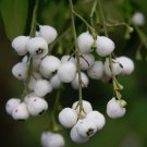 Premium Chiococca alba snowberry Milkberry rare florida native white berry seed 20 SEEDS Premium Chiococca alba snowberry Milkberry rare florida native white berry seed 20 SEEDS